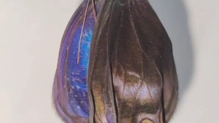 The emergence of the Blue Dome Eye Butterfly—such a beautiful little creature.