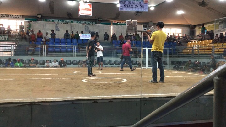 Second fight win La Gallera De Cagayan 7 stag derby