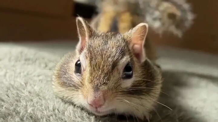 “เมล็ดทานตะวันไซส์ใหญ่”