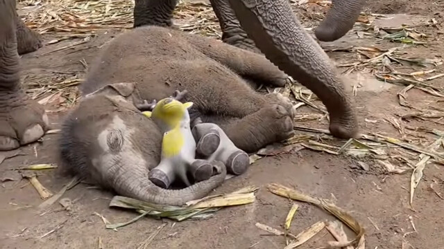 When the baby elephant sleeps, it hugs its plush toy.
