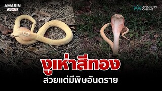 หายาก! งูเห่าสีทอง สวยแต่มีพิษอันตราย | อมรินทร์อัปเดต