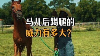 How powerful is a horse's rear kick?