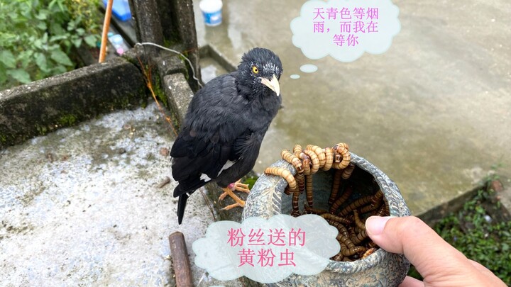 B站粉丝突然送来5斤黄粉虫，看我家二哈八哥怎么感谢粉丝的