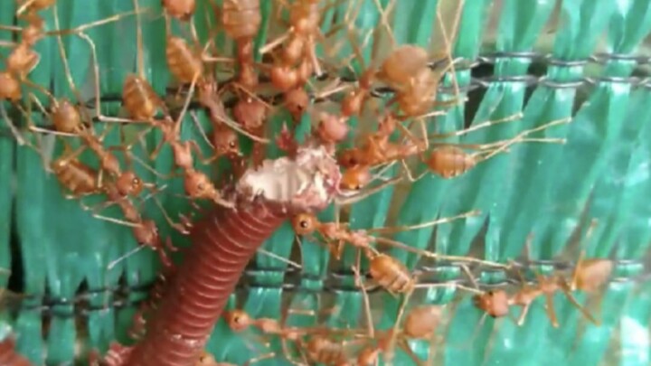 [Insect] Ants Eating Millipede