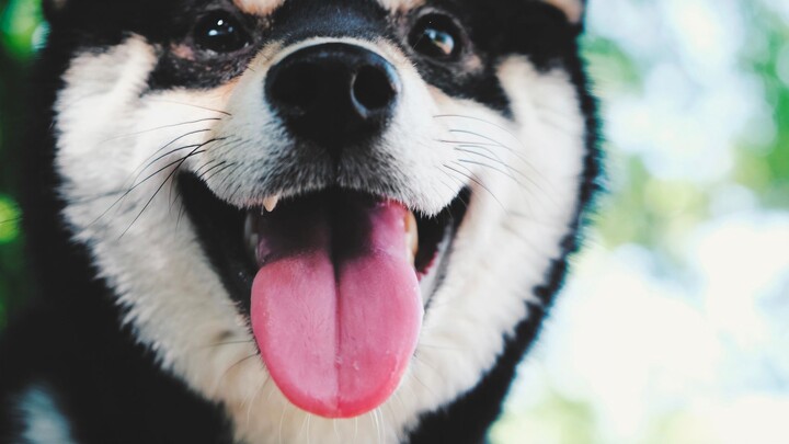 My adorable little black Shiba Inu is one year old! Thank you for coming into my life… [Shiba Inu Ch