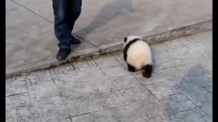 [Panda]Orang kaya saat ini membawa panda untuk jalan-jalan.