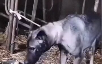 Hilarious—after the owner fed him a bowl of rice, the dog wanted to pledge his life to them!