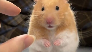 Why can’t you pull the beard of a chinchilla?
