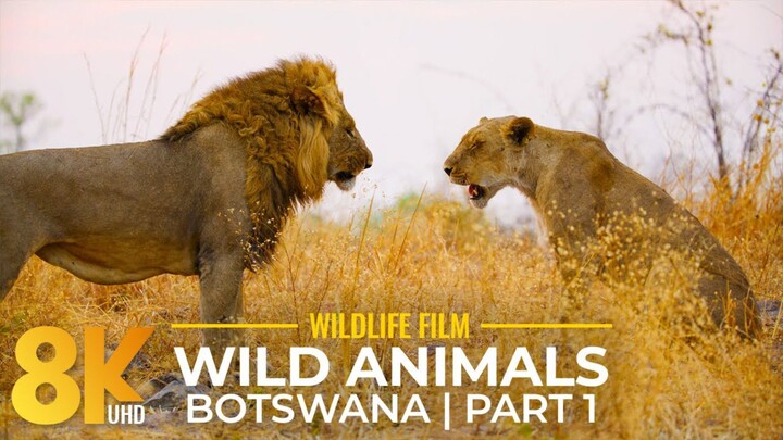 WILD KENYA  Diverse Nature of Kenya Full Documentary (1080P HD)