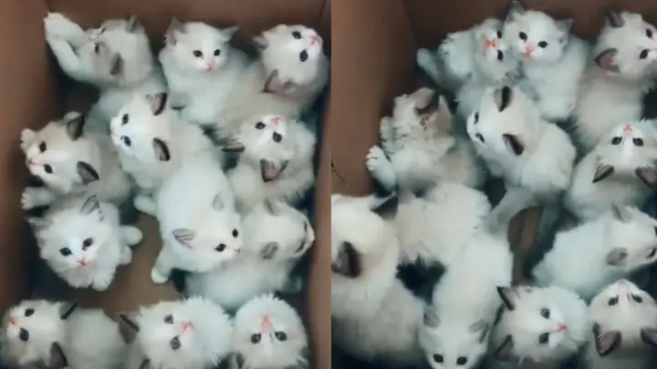 A Box Of Cats? Such A Rich Family!