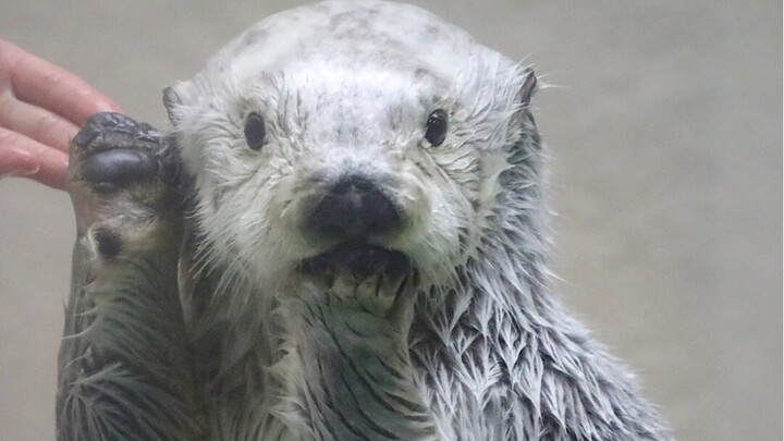 Ngoan nào, đây là nước súc miệng mà sao bạn nuốt vào rồi～