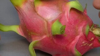 用一块火龙果做个超可爱的盆栽