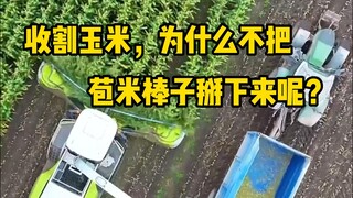 Saat memanen jagung, mengapa tidak mematahkan tongkolnya? Ini sebenarnya membuat silase.