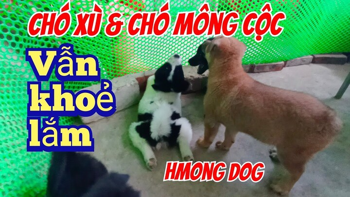 Nhìn những chú cún đẹp, khoẻ mạnh là vui rồi.| chó bản mông|