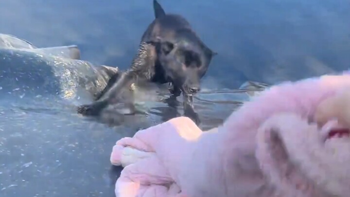 You dumb dog, you almost lost your life!