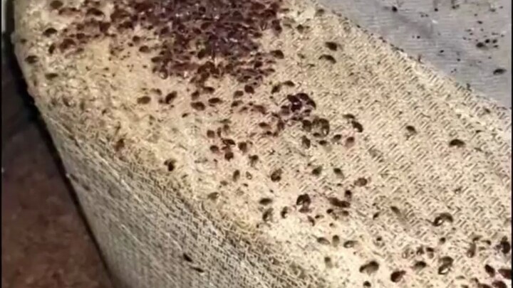 Tại một nhà máy ở Quảng Đông, vô số rệp đang chờ đợi bạn