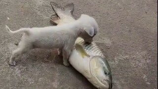 狗妈:以后你就说你是流浪狗吧，别说是我生的