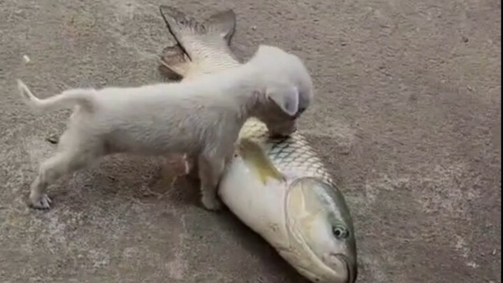 Dog Mom: From now on, just say you're a stray dog—don't ever admit I'm your mom.