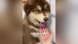 Đoán xem cái kết😂😂nguyenlinh_71298 LearnOnTikTok pet dog chó_cưng alaska