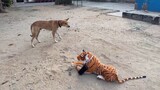 Dogs vs Tiger Prank / Funny dog reaction on Tiger toy