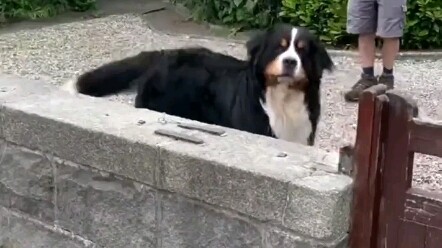 When the owner gave the dog an exact mini replica of itself, it was as happy as a 200-pound kid.