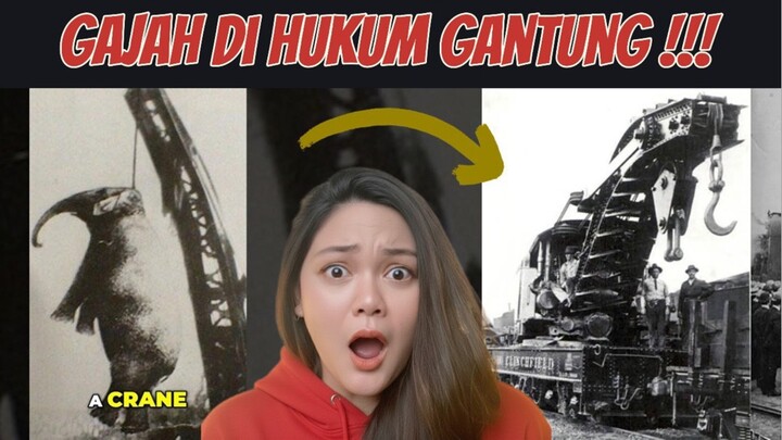 PERTAMA DALAM SEJARAH, GAJAH DIHUKUM GANTUNG !