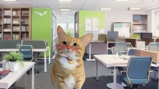 Cat Meme: Chàng trai sinh năm 2000 vào công ty vui nhộn!