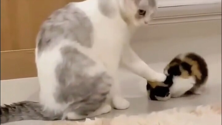 Meow is also a first-time mom, so she’s not very familiar with it.