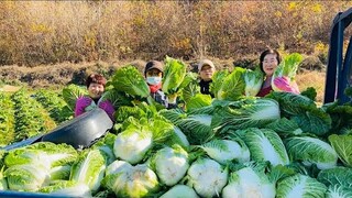 |1000| MÙA LÀM KIM CHI,RA VƯỜN NHỔ CẢI THẢO VÀ LÀM KIM CHI CỦ CẢI HÀN QUỐC.