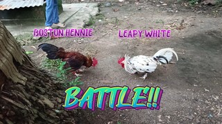 Boston Hennie VS Leapy White spar!   JRP Gameyard