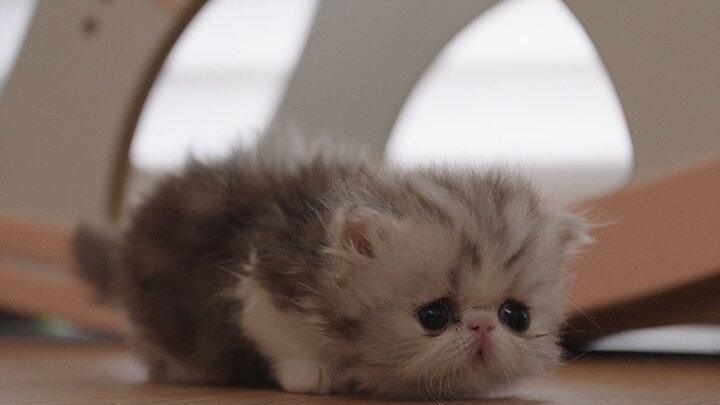 A little cat with “silly” written all over its face—do you like it?