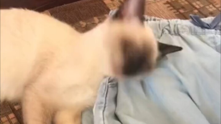 “Kucing-kucingan tetap waspada meski sedang tidur”