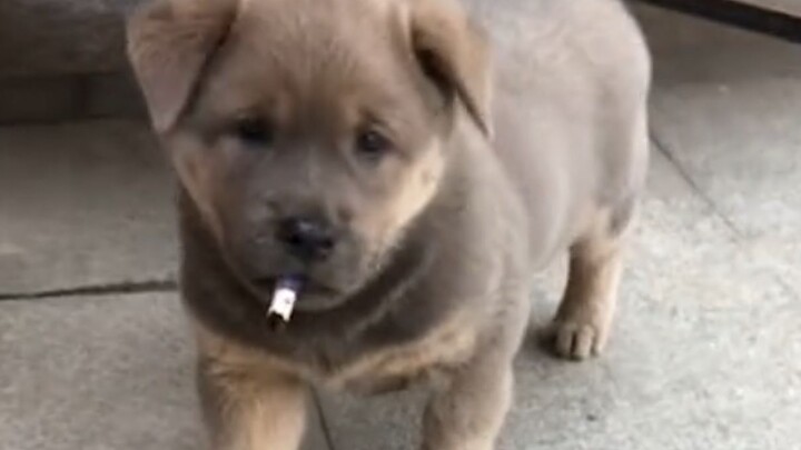 "Some dogs, don't be so ridiculous!"