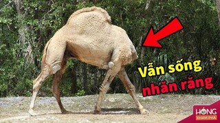 Sự thật kinh ngạc về chú Lạc Đà không đầu vẫn sống nhăn răng?| Hóng Khám Phá