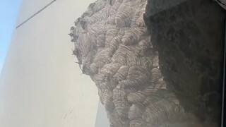 马蜂：别让我逮住了！