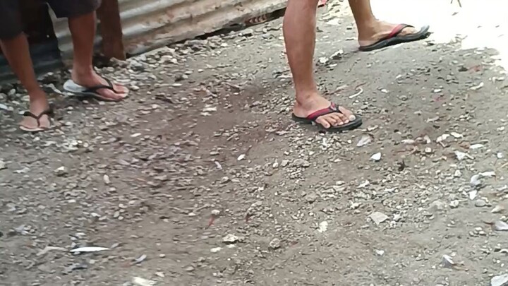 Partida small binabaye pilay pakpak vs large buyogon 😁