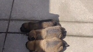 爷爷家的小土狗