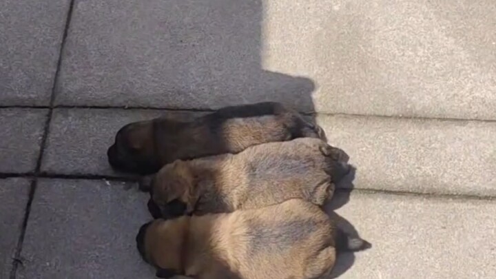 爷爷家的小土狗