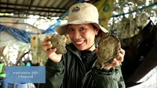 ตามอำเภอจาน พาชิมหอยนางรมสดๆ ที่ อ. กาญจนดิษฐ์ จ.สุราษฏร์ธานี วันอังคารที่ 3 มิ.ย. เวลา 18.00 น.