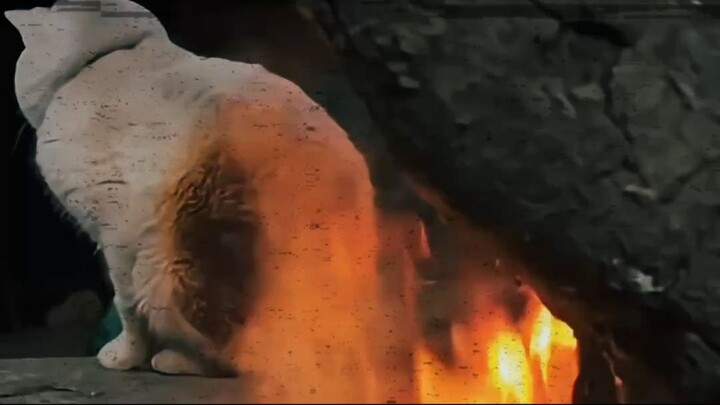 Why Do Cats Sit So Close to Fire?