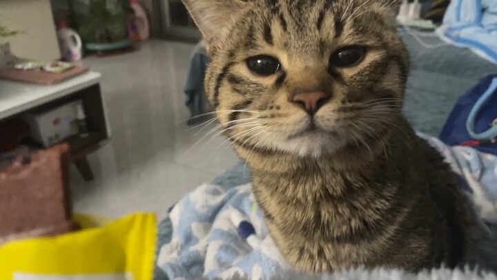 The kitten snuck over, eager to eat the hawthorn, but after sniffing it, kept backing away.