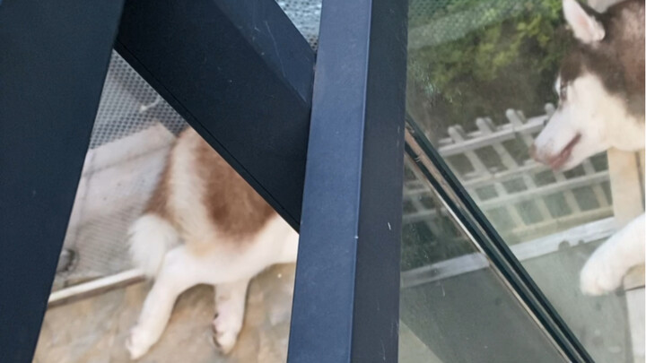 Husky: Let me show you a magic trick—separating my head from my tail!