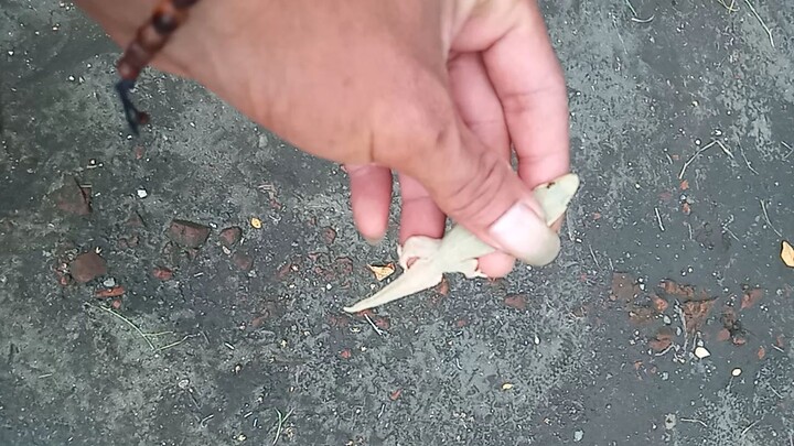 kucing sedang bermain dengan cicak