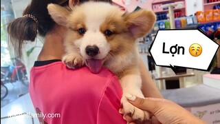 Đây Chắc Chắn Là 1 Con Lợn Không Phải Corgi - Mật Pet Family