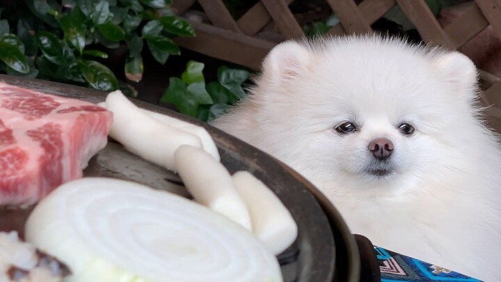 At times like these, the little dog just wants to be alone in a corner, quietly…