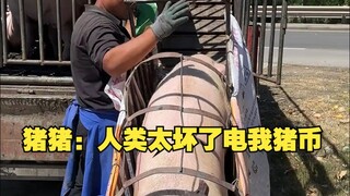 Zhu Zhu: Humans are so mean, they shocked my pig coins!