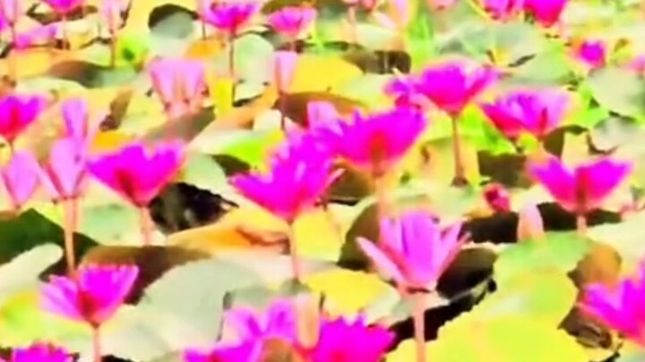 গ্রাম বাংলার ঐতিহাসিক শাপলার বিল / whis is the beautiful pink lotus