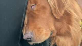 Drive on the highway for a day and see how the dog reacts