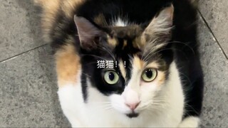 猫 cat Neko