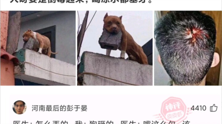 都说是被狗砸的了！